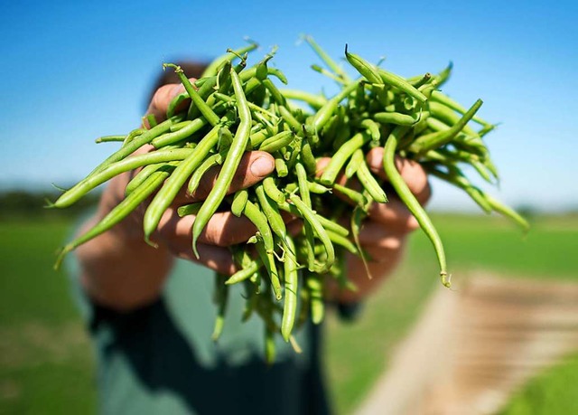 Ein Erntehelfer zeigt auf einem Feld frisch geerntete Bio-Bohnen.  | Foto: Julian Stratenschulte (dpa)