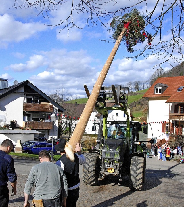 Mit Traktorenkraft wird der Narrenbaum in Suggental in die Senkrechte gebracht.   | Foto: Dorothea Scherle