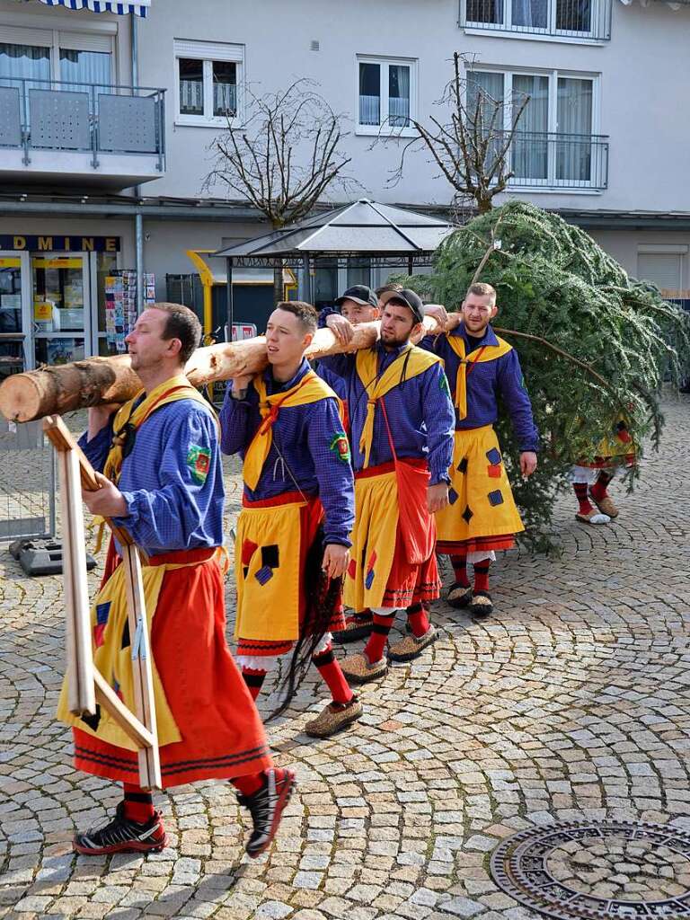 Der Narrenbaum wird gebracht und dann von Kindern geschmckt.