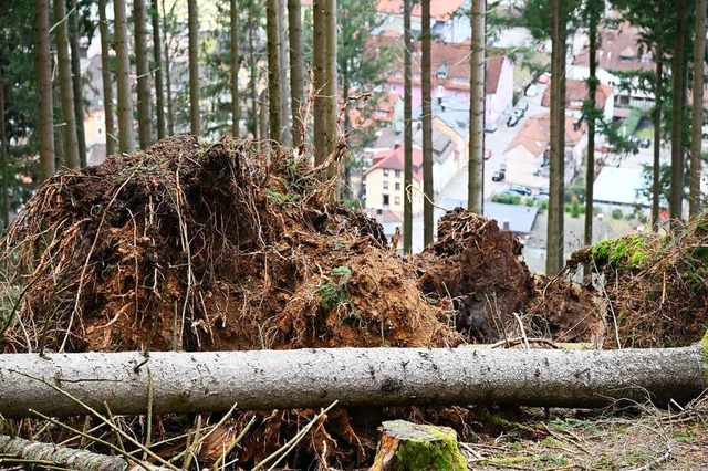 Oberhalb von Todtnau liegen mehrere von Orkantief Sabine umgeworfene Bume.  | Foto: Jonas Hirt