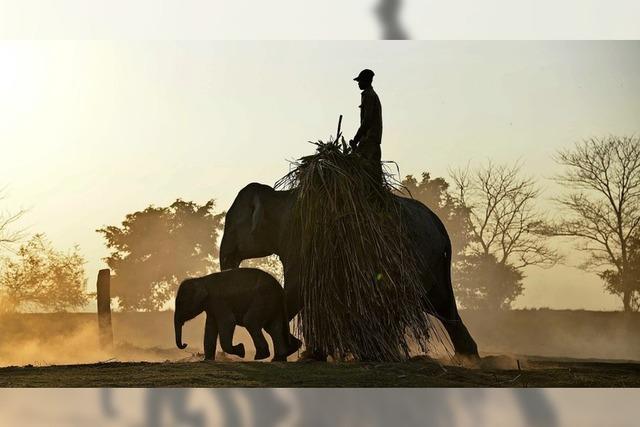 UN-Konferenz zum Schutz bedrohter Tiere