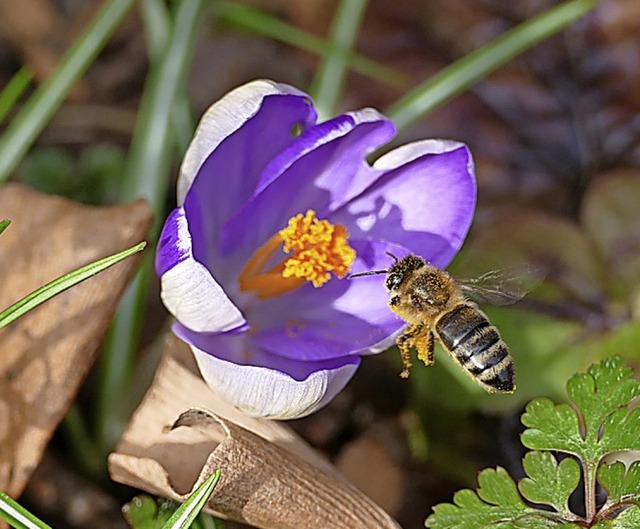 An warmen Tagen sammeln Bienen jetzt schon Pollen.  | Foto: Victoria Langelott