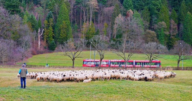 Schafe bei Gnterstal.  | Foto: Elvira Pohl