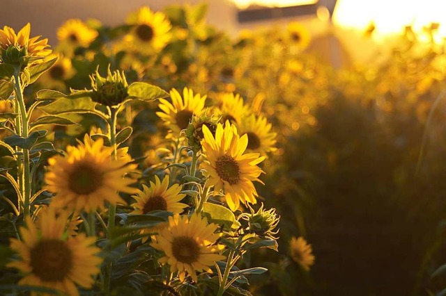 Sonnenblumenidylle bei Kirchzarten.  | Foto: Thomas Eckerle