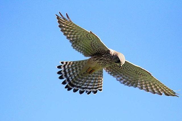 Ein Turmfalke im Rttelflug ber Denzlingen