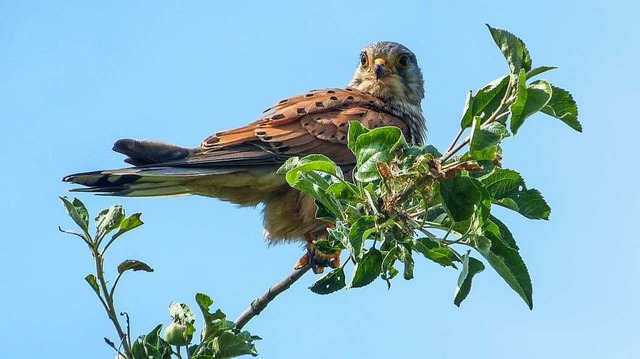 Turmfalke.  | Foto: Milan Serbin