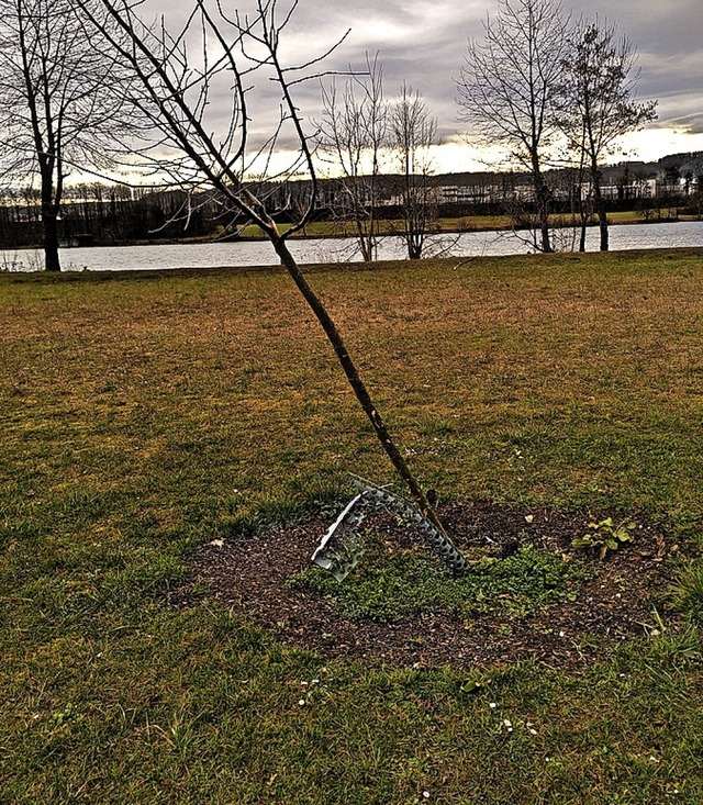 Am Murger Weg in Bad Sckingen wurden ...ume&#8220; von Unbekannten beschdigt.  | Foto: Armin Starhr