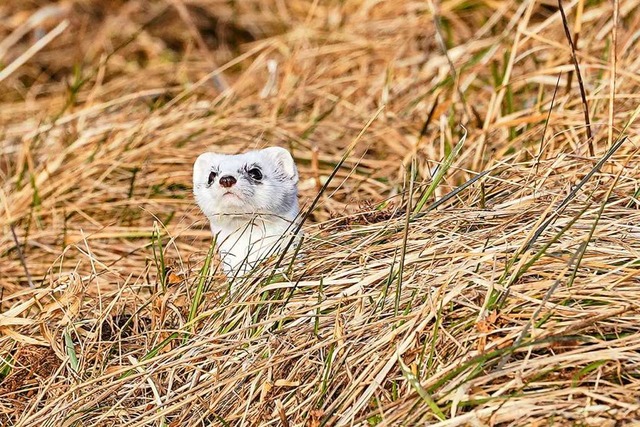 Ein Wiesel.  | Foto: Gerd Gaenzle