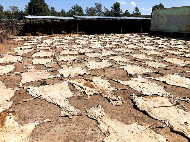 Eselshute werden getrocknet.   | Foto: Solomon Onyango (dpa)