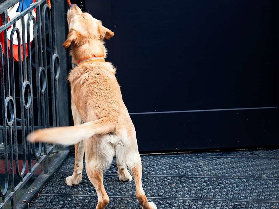 Luke hat etwas in der Nase!  | Foto: Regula Wolf