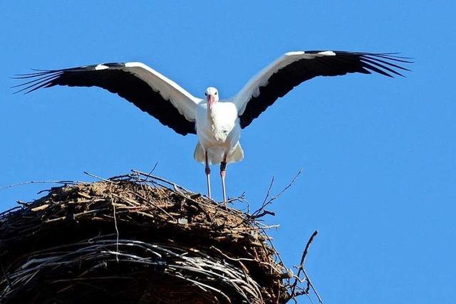 Denzlinger Storchenbeauftragter erneuert Windschutz fr Jungvgel