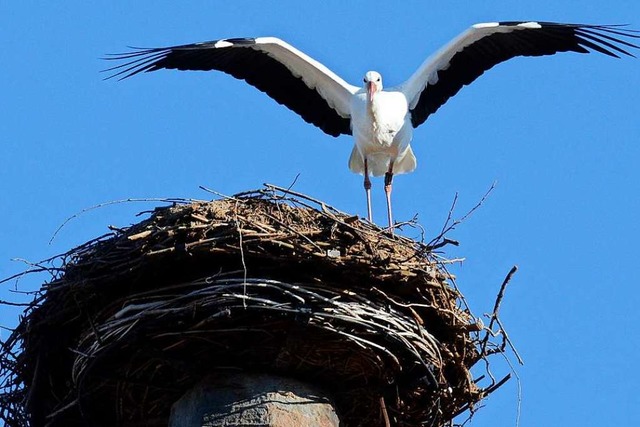 Ein Storch thront auf seinem Nest.  | Foto: Albert Rummler