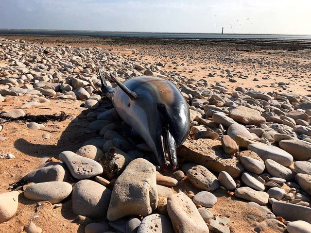 Ein toter Delfine liegt am Strand in Rivedoux 2019.  | Foto: Hlne Peltier (dpa)