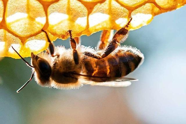 Bienenzüchter: 