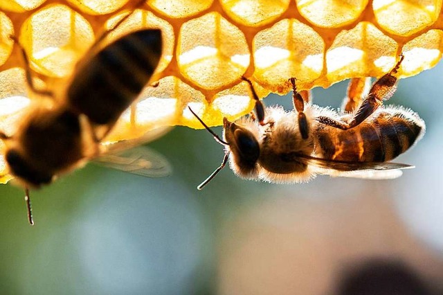 Ihr schadet der Klimawandel nicht: Die Honigbiene  | Foto: Sebastian Gollnow (dpa)