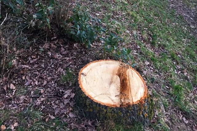 BUND Gundelfingen ist empört, weil Gemeinde Bäume fällen lässt