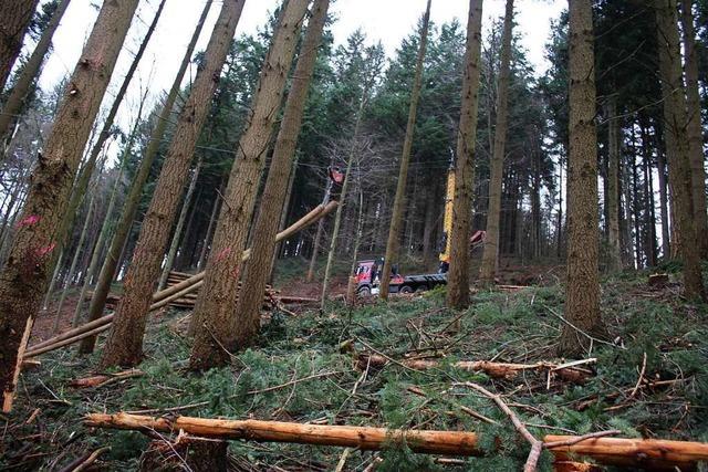 Spezialisten am Steilhang