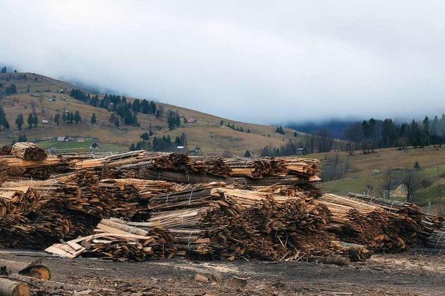 Der Robin Wood von Moldovita: Ein Mann kmpft gegen illegale Holzfllerei