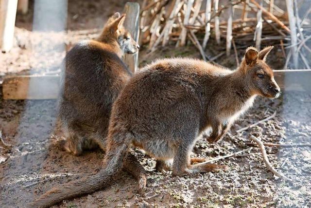 Warum in einem Gehege in Drlinbach Wallabys herumhpfen