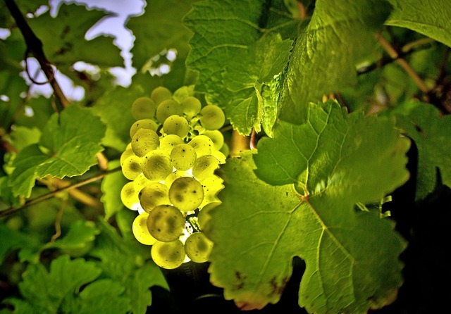 &#8222;Strukturvielfalt im Weinbau&#82...zer sehen sich auch als Naturschtzer.  | Foto: Frank Rumpenhorst