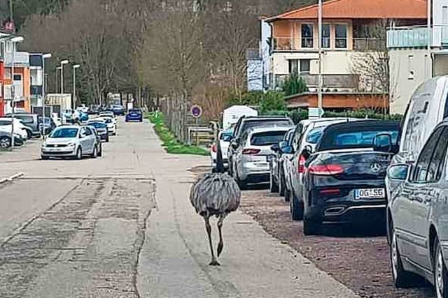 Nandu beim Spaziergang  | Foto: Christian Kramberg