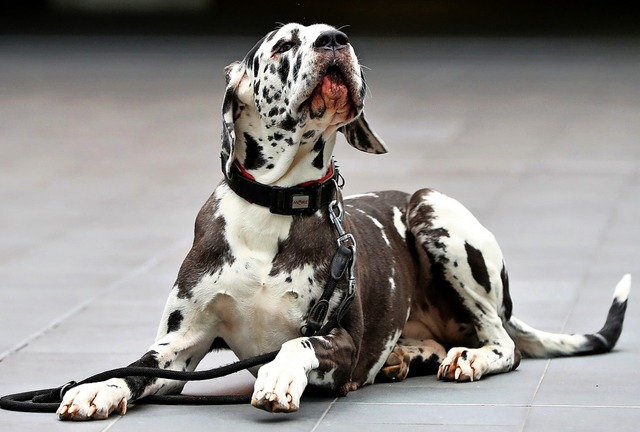 Eine Harlekindogge namens Apollo spiel...ge Rolle in Sigrid Nunez&#8217; Roman   | Foto: Daniel Karmann