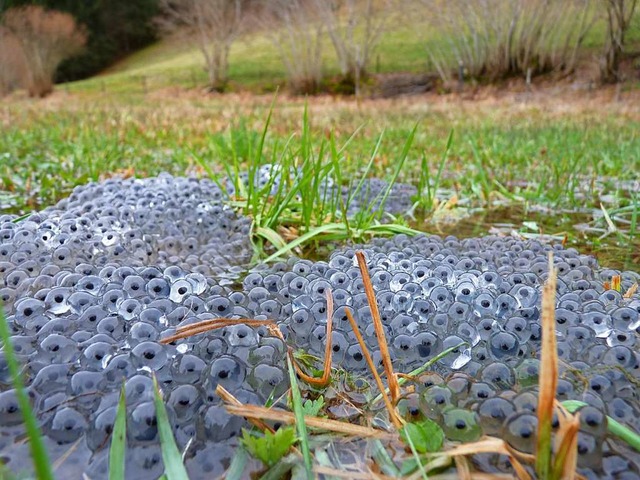 Vor wenigen Tagen haben Grasfrsche zw...che sicherstellen, sagt Jrg Brauchle.  | Foto: Sattelberger