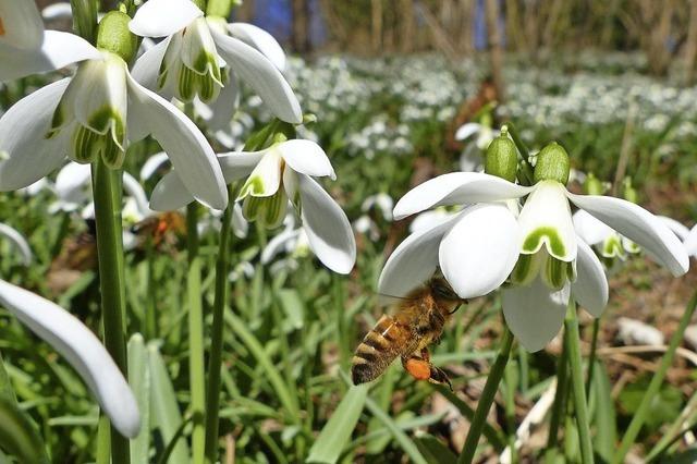 Frhling im Taubergieen