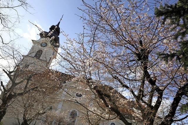 Kirschblte in Friesenheim