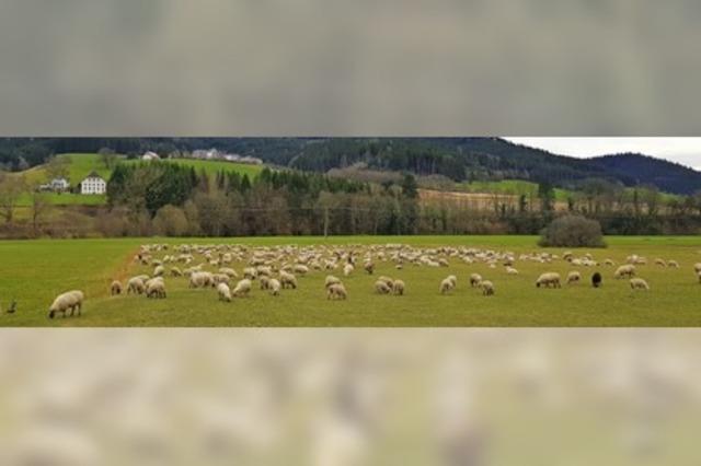 Schafherde auf Wanderschaft