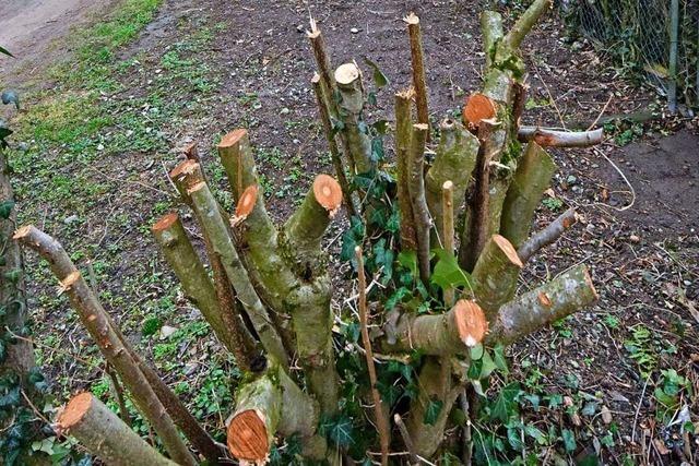 Anwohner kritisieren Lehener Ortsverwaltung fr Entfernung einer Hecke