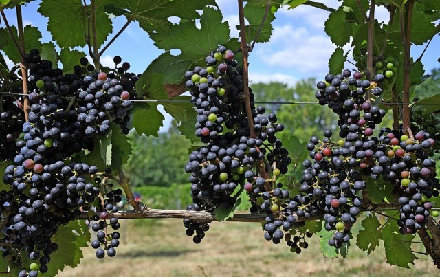 Neue pilzwiderstandsfhige Sorten wie ... Winzern auf ein wachsendes Interesse.  | Foto: Peter Zschunke