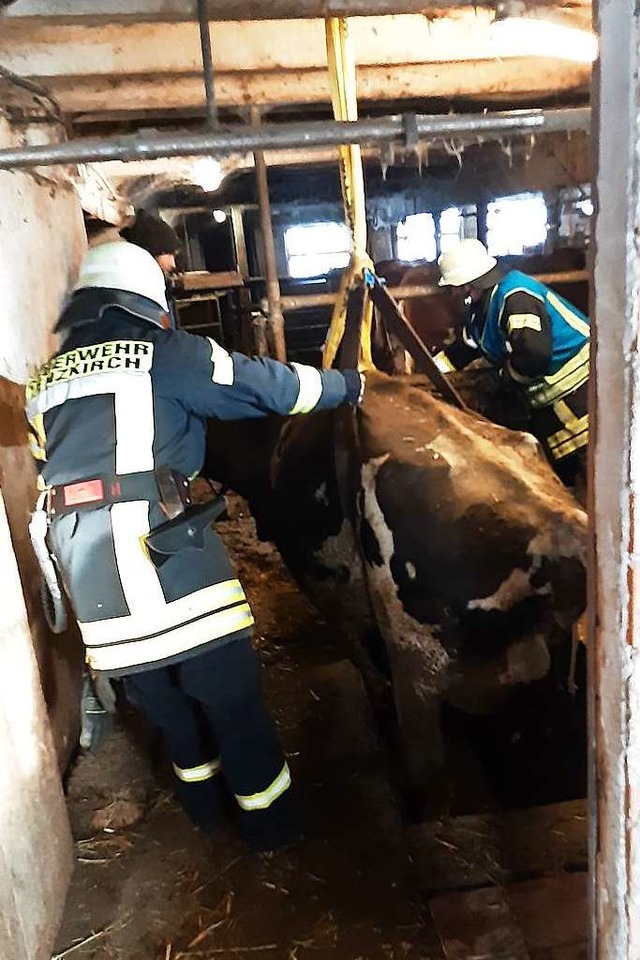 Kuhrettung: Ein Seilzug hievt die eing...ere aus der Jauchegrube in den Stall.   | Foto: Feuerwehr  Lenzkirch