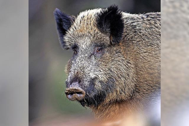 Schweinepest gert in Vergessenheit