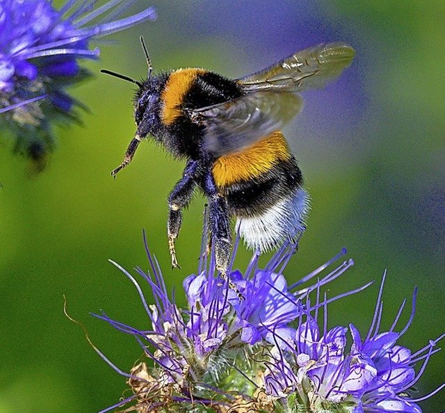 Hummel auf Futtersuche  | Foto: Jens Bttner (dpa)