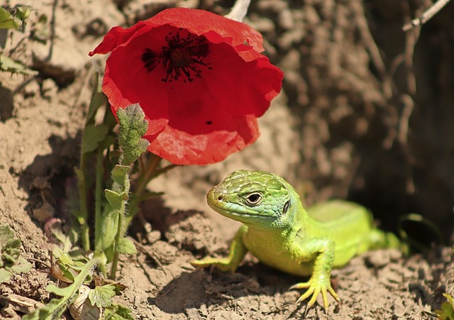 Auch farbenprchtige Smaragdeidechsen gibt es am Kaiserstuhl.  | Foto: Hannes Bonzheim