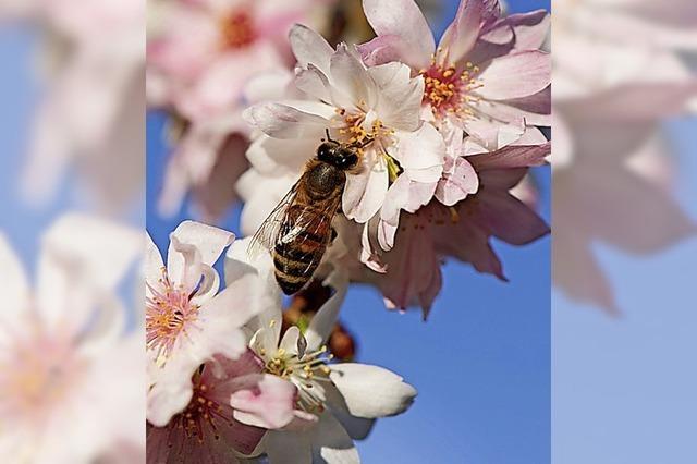 Mit mehr Kirschbumen gegen das Insektensterben