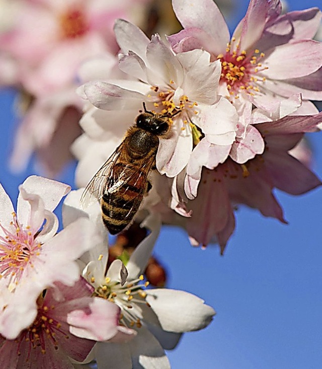 Vor allem Bienen soll die Pflanzaktion helfen.   | Foto: Sebastian Kahnert