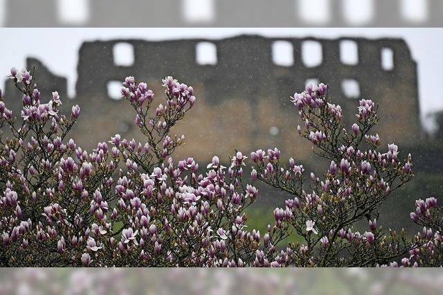 Magnolien blühen vor der Burgruine Staufen
