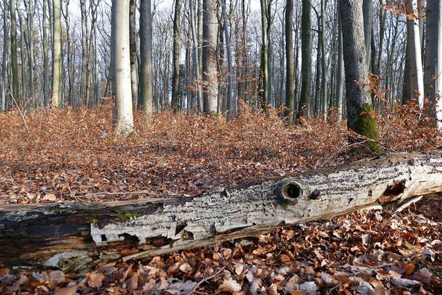 Ein gewisses Ma an Totholz ist fr den Lebensraum Wald wichtig.  | Foto: Victoria Langelott