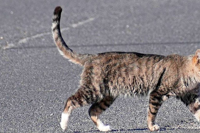 Eine Katze (Symbolfoto) luft pltzlic...und lst ein fatales Bremsmanver aus.  | Foto: Birgit Herrmann