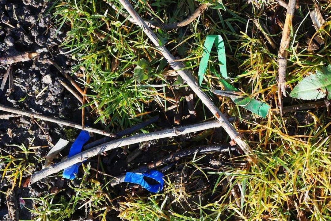 Plastikschnüre, die früher Johannisbeersträucher gehalten haben  | Foto: Jannik Jürgens