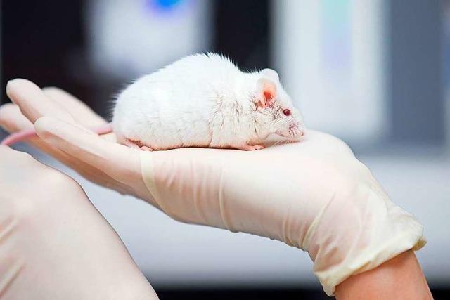 Neues Zentrum sucht Alternativen zu Tierversuchen