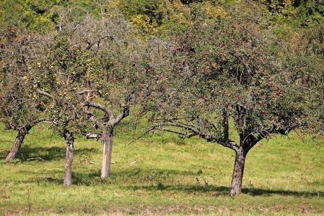 NABU-Biotoppflege im Kreis Lrrach