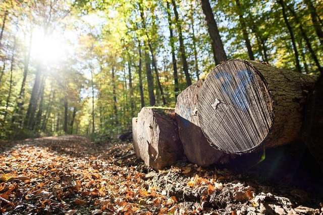 Der Wald wirft auch in Kippenheim knftig weniger Gewinn ab.  | Foto: Sebastian Gollnow (dpa)