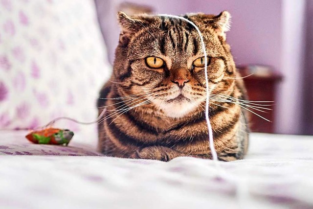 Unser Vorbild, was Chillen angeht: Katzen &#8211; auch wenn sie grumpy gucken.  | Foto: Juan Gomez (Unsplash.com)