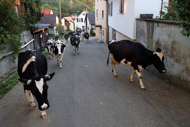 Dieses Bild gehrt der Vergangenheit an: Milchkhe auf ihrem Weg durch Feldberg.  | Foto: Helmut Nubaumer