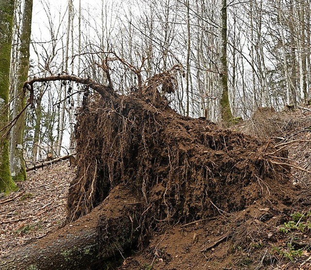 Viele Bume hat Sturm Sabine entwurzelt.   | Foto: Jonas Hirt