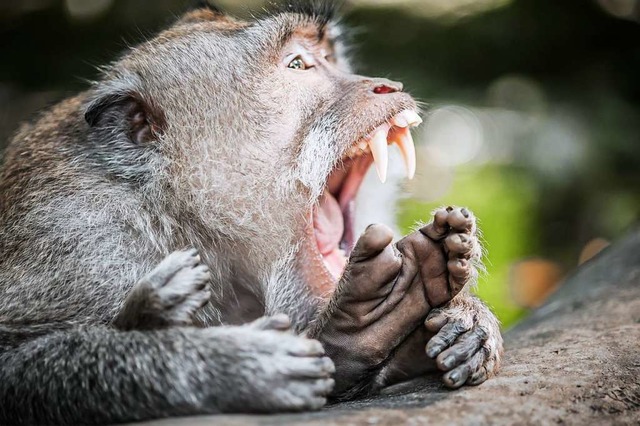 Makaken haben ein krftiges Gebiss  | Foto: d