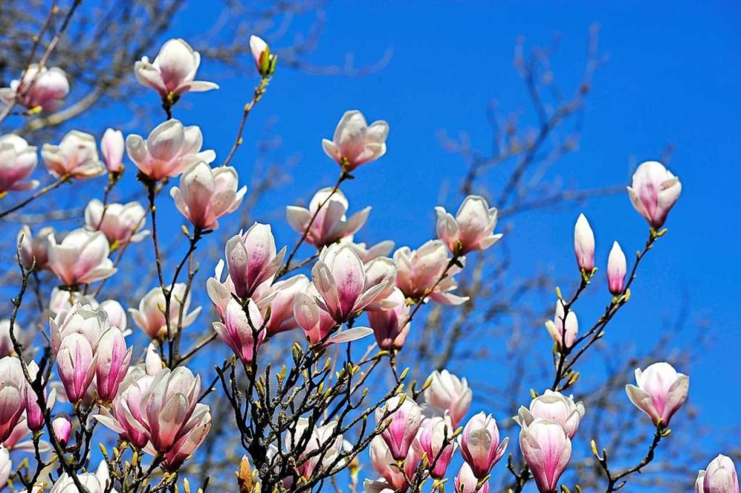 Frühlingszeichen: Blühende Magnolien sind derzeit an vielen Orten  zu sehen.  | Foto: Thomas Kunz